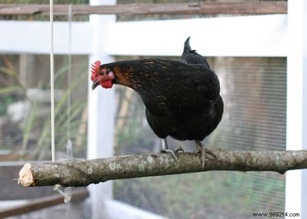 10 Tips For Your Chicken Coop That Your Hens Will Love! 