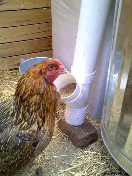 10 Tips For Your Chicken Coop That Your Hens Will Love! 