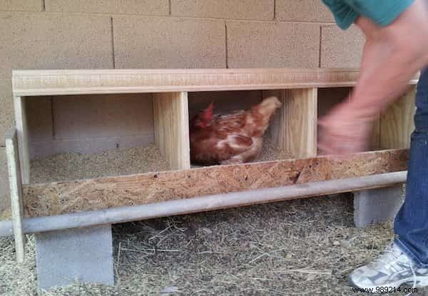 10 Tips For Your Chicken Coop That Your Hens Will Love! 