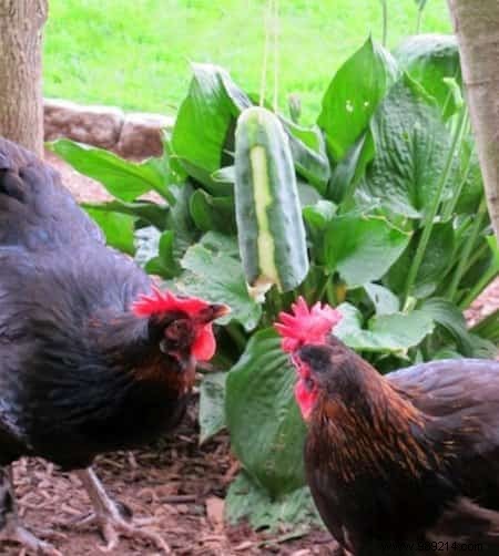 10 Tips For Your Chicken Coop That Your Hens Will Love! 