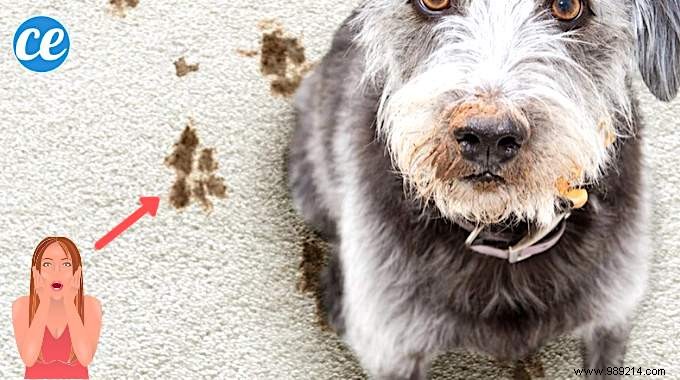 How To Remove A Mud Stain From A Carpet WITHOUT Scrubbing! 