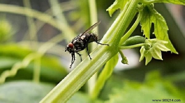 15 Natural Tips &Tricks For Hunting House Flies. 