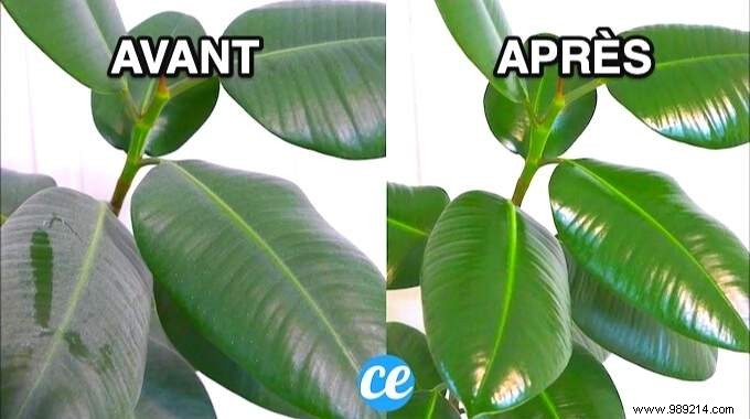 The Magic Trick To Clean And Shine The Leaves Of Green Plants. 