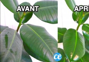 The Magic Trick To Clean And Shine The Leaves Of Green Plants. 