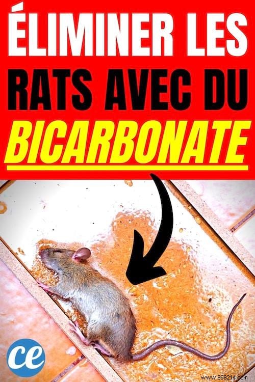 The Trick To Get Rid Of Rats With Bicarbonate (Natural And Radical). 