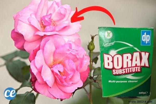 10 Amazing Uses of Boric Acid (That Nobody Knows). 