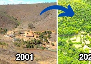 This Couple Planted 2 Million Trees In 20 Years To Reforest A Forest (And Even The Animals Came Back). 