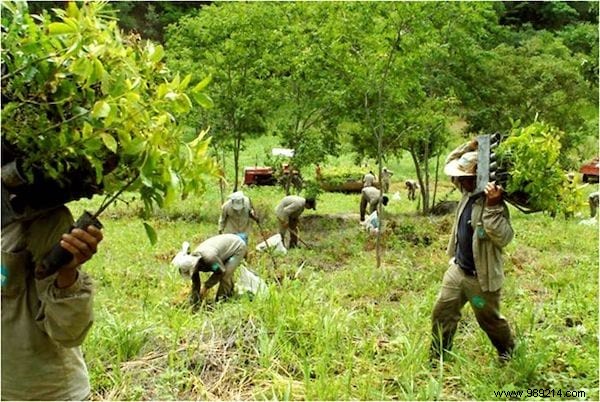 This Couple Planted 2 Million Trees In 20 Years To Reforest A Forest (And Even The Animals Came Back). 