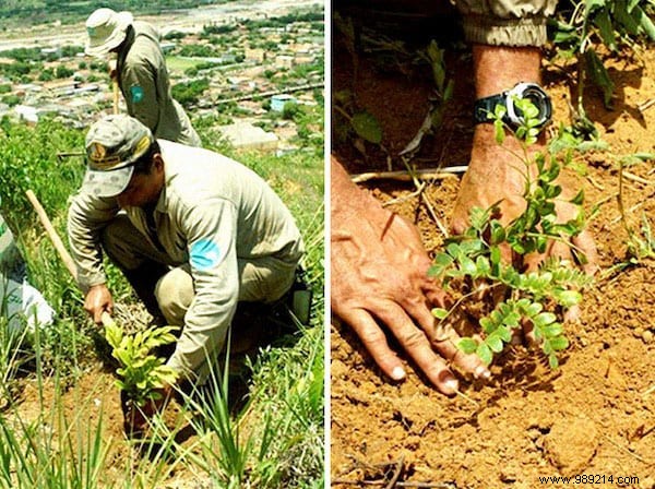 This Couple Planted 2 Million Trees In 20 Years To Reforest A Forest (And Even The Animals Came Back). 