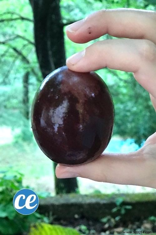 Incredible ! How to Turn a Raw Egg into a Bouncing Ball. 