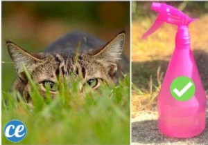 The Natural And Highly Effective Repellent ALL CATS HATE! 