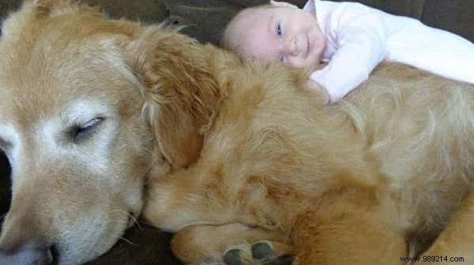 20 Amazing Photos of Little Kids With Their HUGE Dogs. 