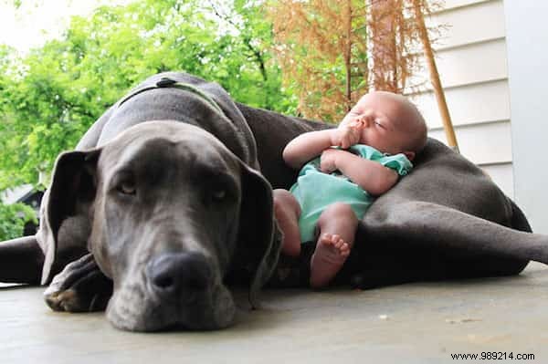 20 Amazing Photos of Little Kids With Their HUGE Dogs. 