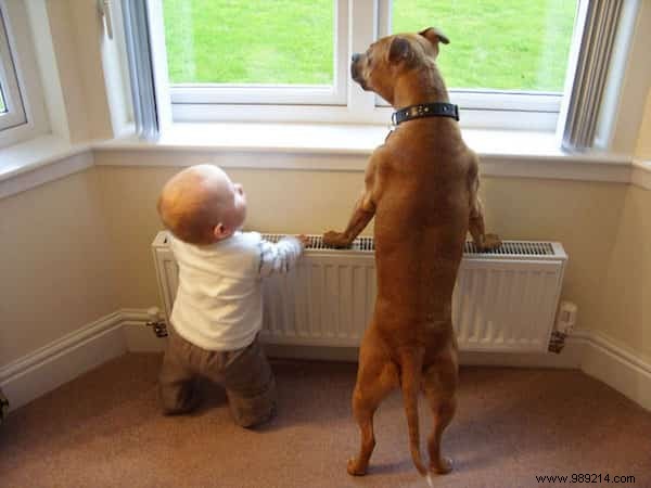 20 Amazing Photos of Little Kids With Their HUGE Dogs. 