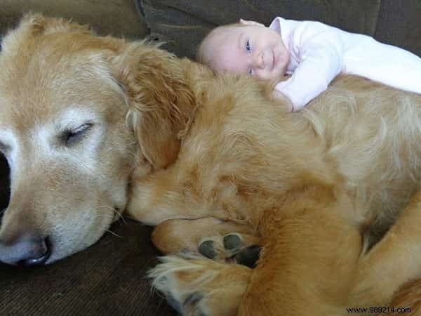 20 Amazing Photos of Little Kids With Their HUGE Dogs. 