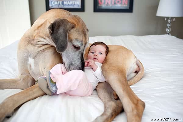 20 Amazing Photos of Little Kids With Their HUGE Dogs. 