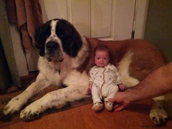 20 Amazing Photos of Little Kids With Their HUGE Dogs. 