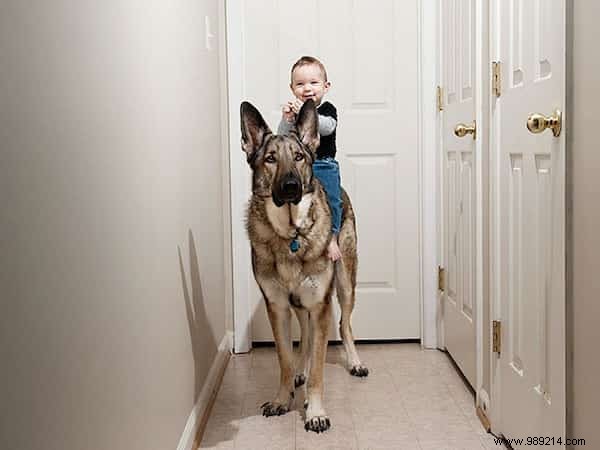 20 Amazing Photos of Little Kids With Their HUGE Dogs. 