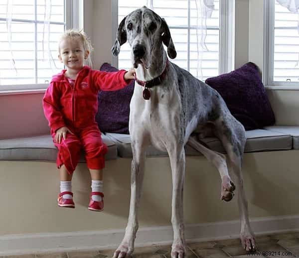 20 Amazing Photos of Little Kids With Their HUGE Dogs. 