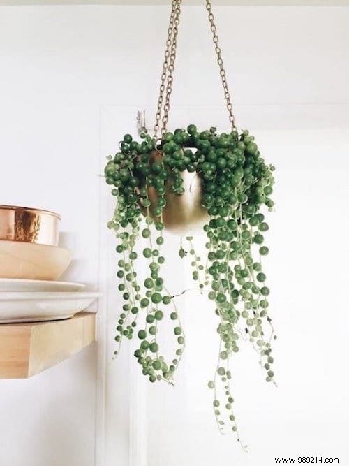 25 Great Decoration Ideas With Succulents. 