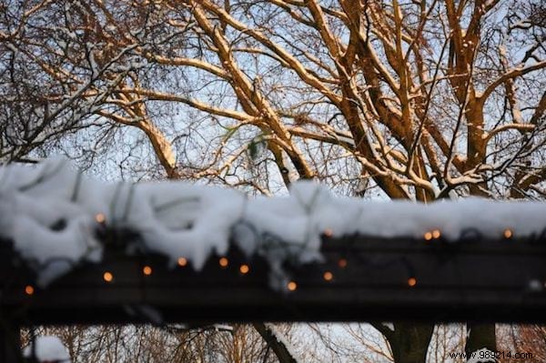 How to Decorate Your Garden for Christmas Without Spending a Penny. 