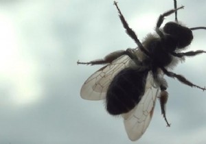 5 Effective Tips For Fighting Flies. 