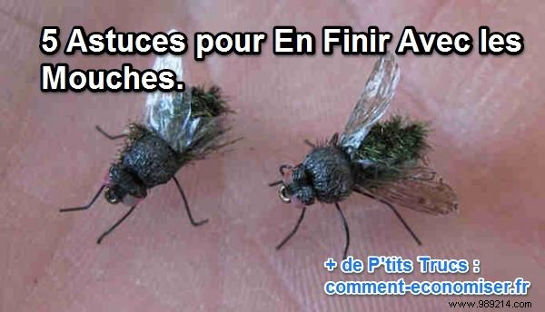 5 Tips To Get Rid Of Flies. 