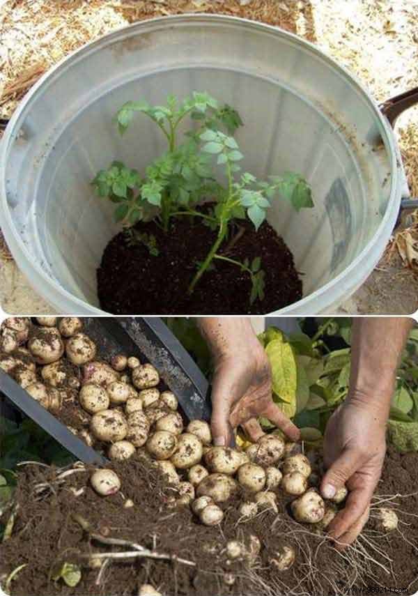 23 Ingenious Tricks To Simplify Your Gardening. 