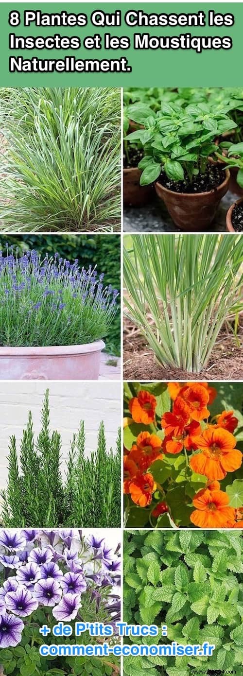 8 Plants That Kill Insects and Mosquitoes Naturally. 