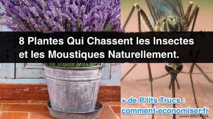 8 Plants That Kill Insects and Mosquitoes Naturally. 