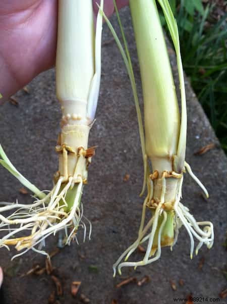 Lemongrass:How to Grow it and Enjoy Its Benefits. 