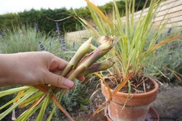 Lemongrass:How to Grow it and Enjoy Its Benefits. 