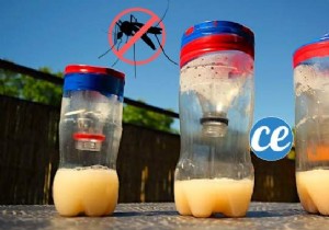 How To Make A Super Effective Mosquito Trap In 6 Steps. 