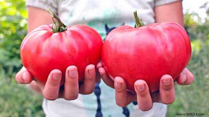 10 Market Gardening Tips To Grow Beautiful TOMATOES. 