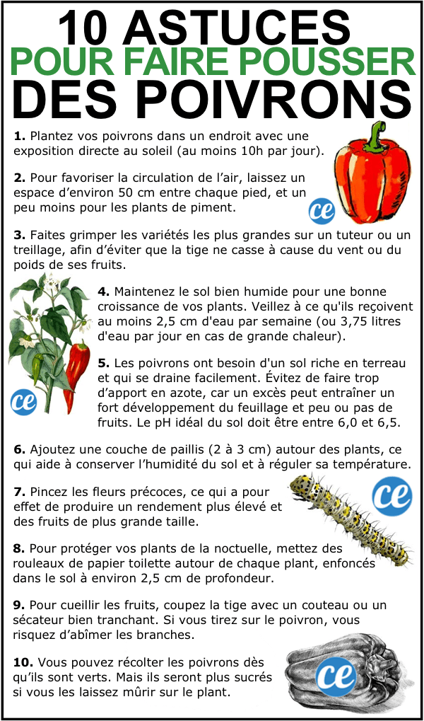 10 Market Gardening Tips To Grow Beautiful PEPPERS. 