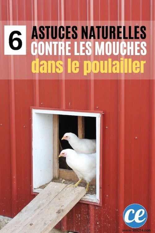 6 Effective Tricks To Get Rid Of Flies In The Chicken Coop. 