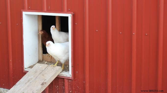 6 Effective Tricks To Get Rid Of Flies In The Chicken Coop. 