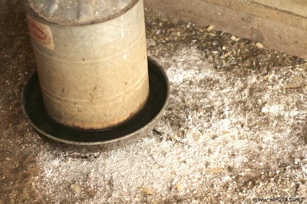 6 Effective Tricks To Get Rid Of Flies In The Chicken Coop. 