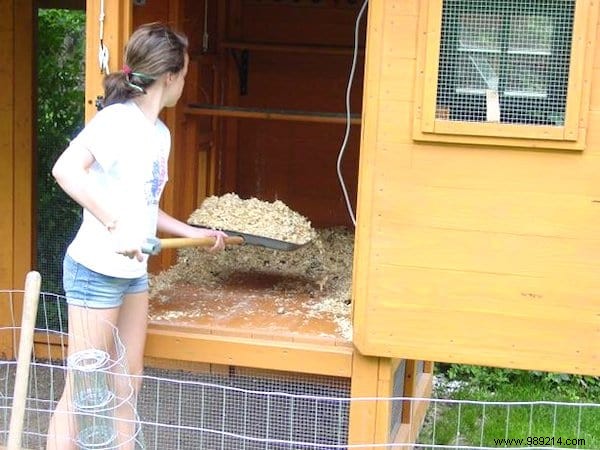 6 Effective Tricks To Get Rid Of Flies In The Chicken Coop. 