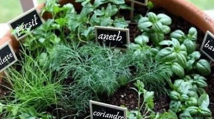 10 Aromatic Herbs You Can Grow Together Easily. 