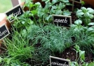 10 Aromatic Herbs You Can Grow Together Easily. 