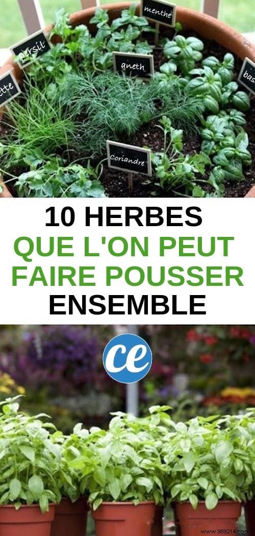 10 Aromatic Herbs You Can Grow Together Easily. 