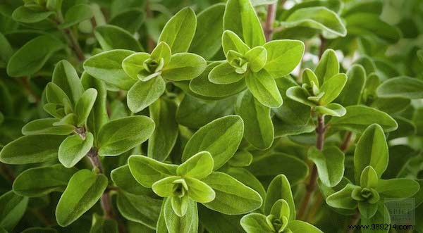 10 Aromatic Herbs You Can Grow Together Easily. 