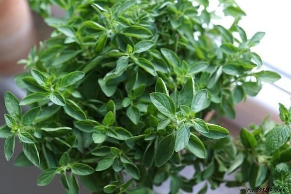 10 Aromatic Herbs You Can Grow Together Easily. 