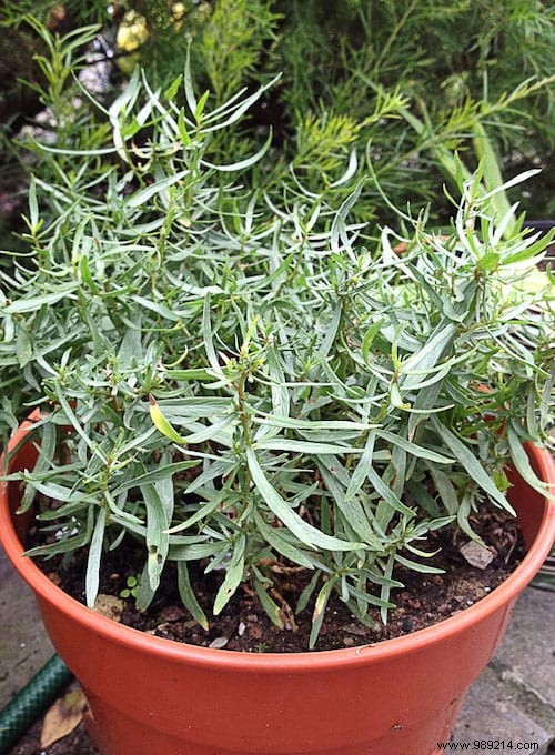 10 Aromatic Herbs You Can Grow Together Easily. 