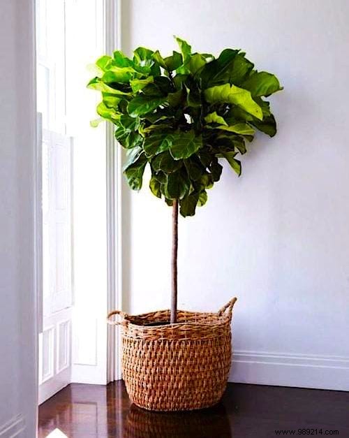 How Often Should You Water Indoor Plants? The Simple And Practical Guide. 