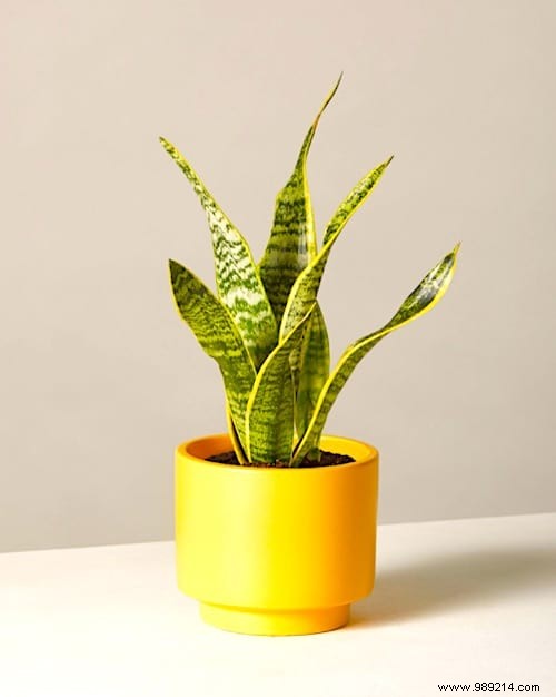 How Often Should You Water Indoor Plants? The Simple And Practical Guide. 