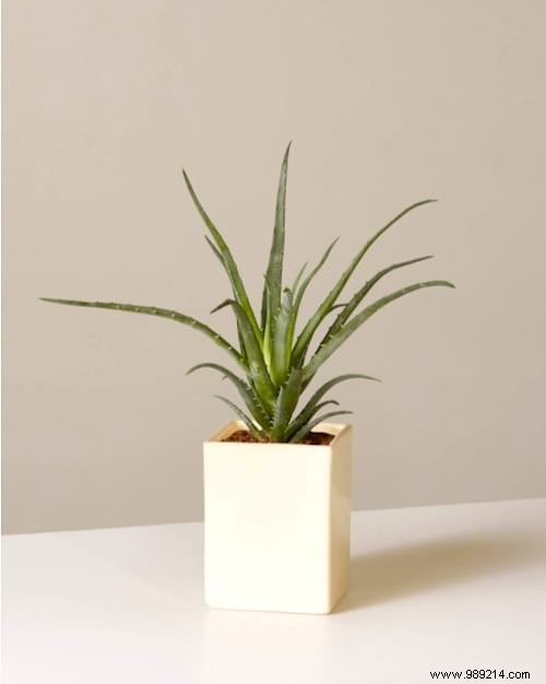 How Often Should You Water Indoor Plants? The Simple And Practical Guide. 