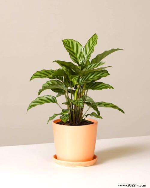 How Often Should You Water Indoor Plants? The Simple And Practical Guide. 