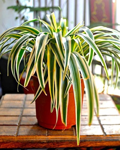 How Often Should You Water Indoor Plants? The Simple And Practical Guide. 